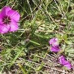 Geranium subcaulescens Blüte