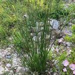 Scirpoides holoschoenus Habit