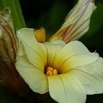 Sisyrinchium striatum Fleur