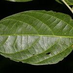 Celtis schippii Leaf