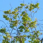 Dialium ovoideum Hoja