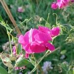 Lathyrus tuberosus Цветок