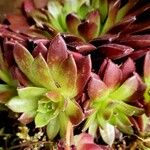 Sempervivum montanum 葉