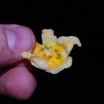 Momordica foetida Flower