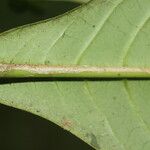 Rudgea reducticalyx Blatt