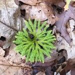 Lycopodium dendroideum Levél