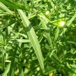 Symphyotrichum lanceolatum Blad