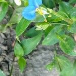 Commelina communis Cvet