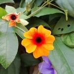 Thunbergia alataKvět