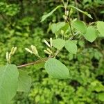 Lonicera xylosteumЦвят