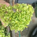 Patrinia scabiosifolia Flower