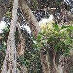 Ficus rubiginosa عادت داشتن