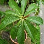 Couroupita guianensis Feuille