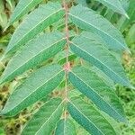 Ailanthus altissimaBlad