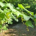 Tilia x europaea Frukt