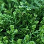 Selaginella denticulata Plod