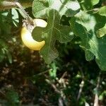 Solanum linnaeanum ഇല