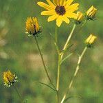 Helianthus angustifolius Характер