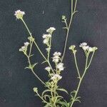 Ageratum fastigiatum Flower