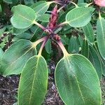 Rhododendron oreodoxa Leaf