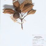 Blumeodendron