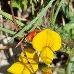 Lotus hispidus Flower