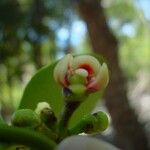 Garcinia pedicellata Flor