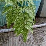 Pteris fauriei برگ