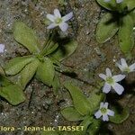 Pinguicula crystallina Buveinė