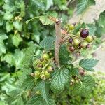 Ribes nigrum Fruitua