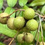 Dimocarpus longan Leht