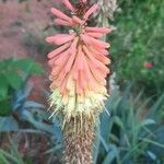 Kniphofia uvariaKwiat