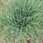 Anthericum ramosum Likasa