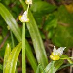 Allium paradoxum Casca