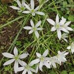 Ornithogalum divergens Квітка