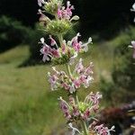 Morina persica Flower