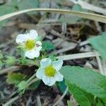 Fragaria × ananassaÕis