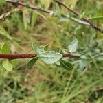 Commiphora madagascariensis 葉