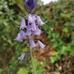 Hyacinthoides non-scriptaCvet