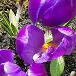 Crocus flavus Blomst