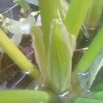 Eichhornia paniculata Habit