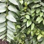 Bosea yervamora Leaf