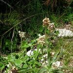 Plantago monosperma Hábito