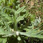 Eriophyllum lanatum Blatt