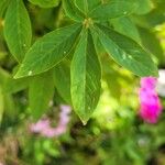 Cleome houtteana Leaf