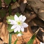 Anemonella thalictroides Flower