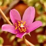 Anacampseros rufescens Λουλούδι