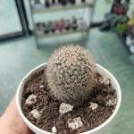 Mammillaria zeilmanniana خشب