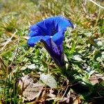 Gentiana acaulis Fiore