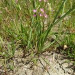 Centaurium tenuiflorum Hábito